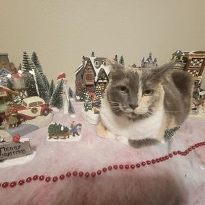 Meet your Posher, Cody